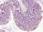 PCYT1A Rabbit pAb